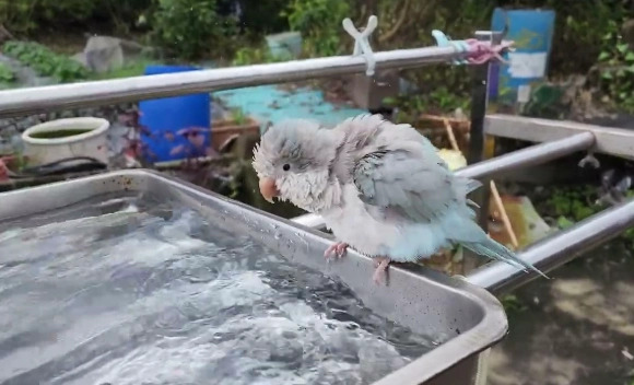 鸚鵡洗澡 鸚鵡洗澡