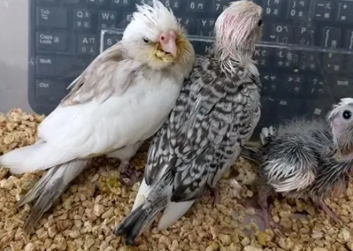 玄鳳幼鳥健康 玄鳳幼鳥健康