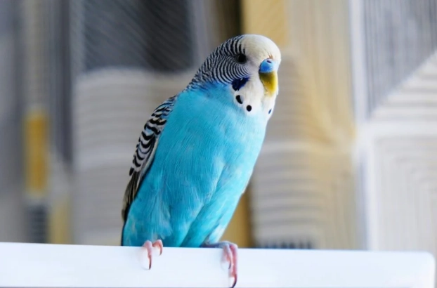 鸚鵡護理 鸚鵡護理