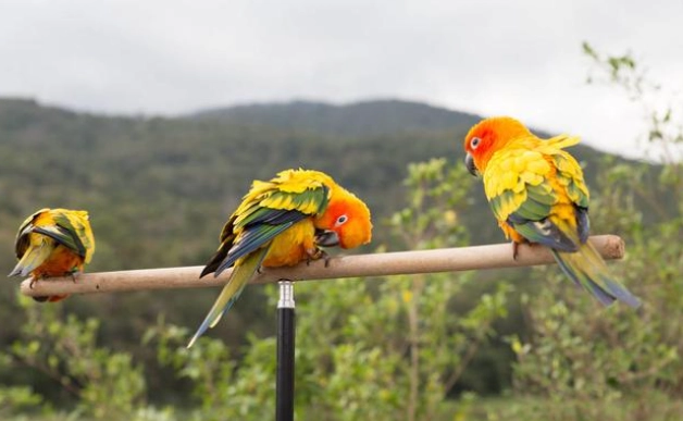 鸚鵡曬太陽時間