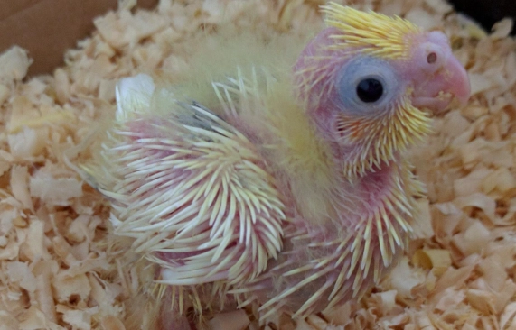 玄鳳幼鳥飼養 玄鳳幼鳥飼養