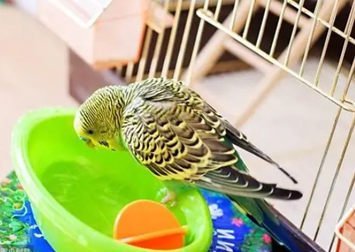 鸚鵡洗澡頻率 鸚鵡洗澡頻率