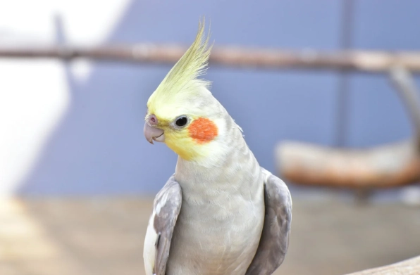 玄鳳幼鳥健康 玄鳳幼鳥健康