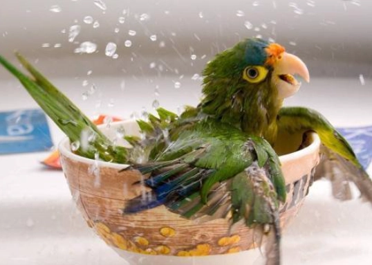 鸚鵡護理 鸚鵡護理