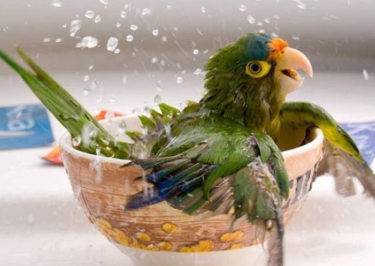 鸚鵡洗澡後護理 鸚鵡洗澡後護理