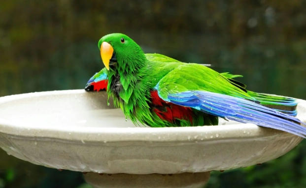 鸚鵡羽毛護理 鸚鵡羽毛護理