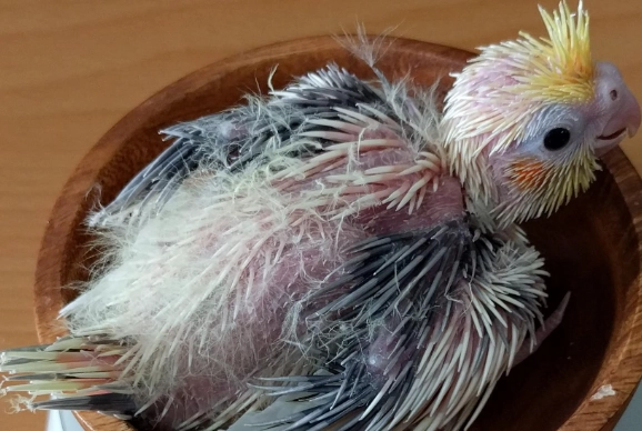 玄鳳幼鳥餵食 玄鳳幼鳥餵食