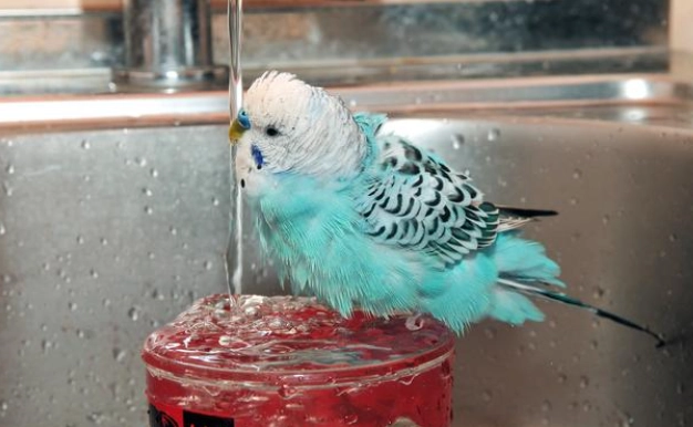 鸚鵡洗澡 鸚鵡洗澡