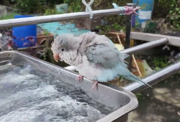 鸚鵡洗澡方法