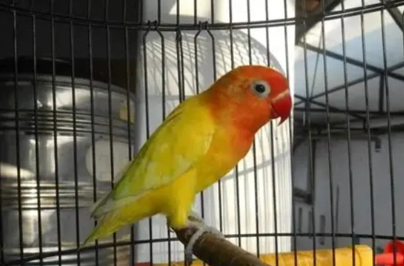 鸚鵡曬太陽時間