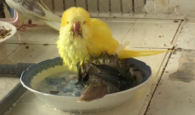 鸚鵡洗澡方法