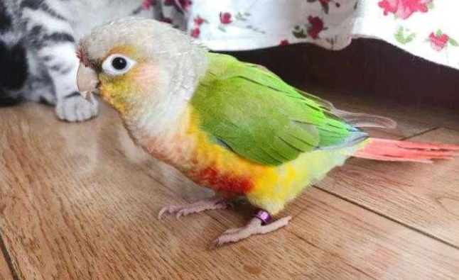 鸚鵡健康 鸚鵡健康