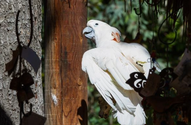 鸚鵡曬太陽 鸚鵡曬太陽