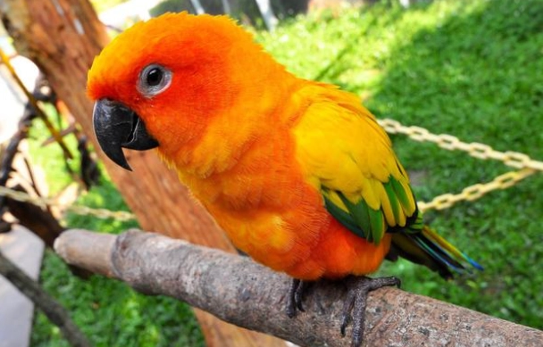 鸚鵡曬太陽時間