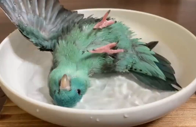 鸚鵡洗澡方法 鸚鵡洗澡方法