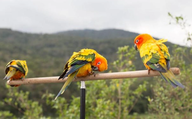 鸚鵡曬太陽 鸚鵡曬太陽