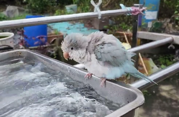 鸚鵡羽毛護理 鸚鵡羽毛護理