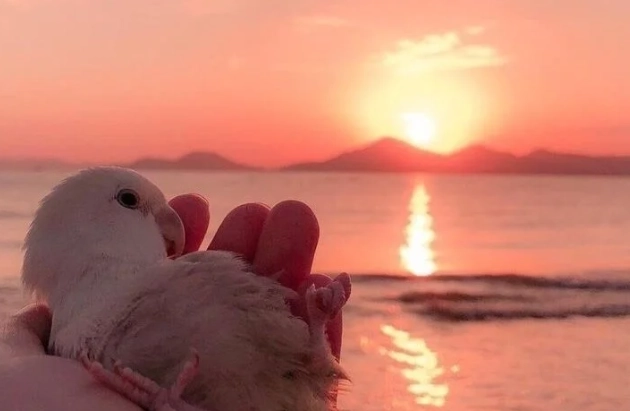 寵物鳥陽光需求 寵物鳥陽光需求