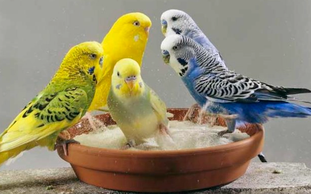 鳥類洗澡技巧 鳥類洗澡技巧