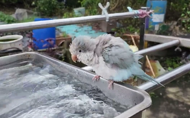 鸚鵡洗澡方法 鸚鵡洗澡方法