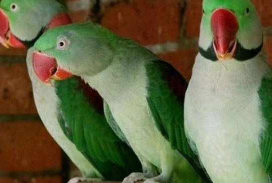 亞歷山大鸚鵡聰明嗎 亞歷山大鸚鵡聰明嗎