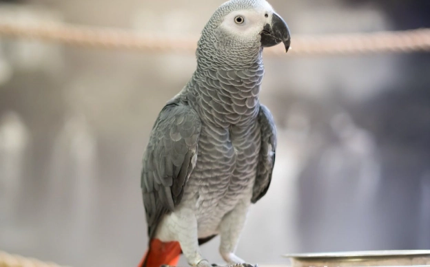 灰鸚鵡照顧