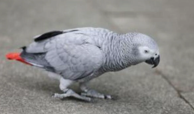 灰鸚鵡飼養