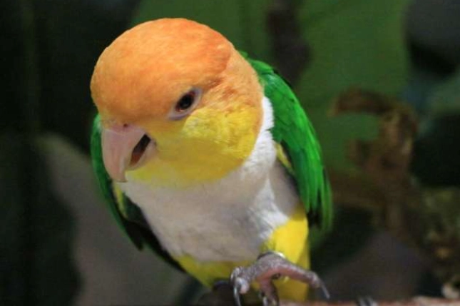 凱克鸚鵡配對 凱克鸚鵡配對