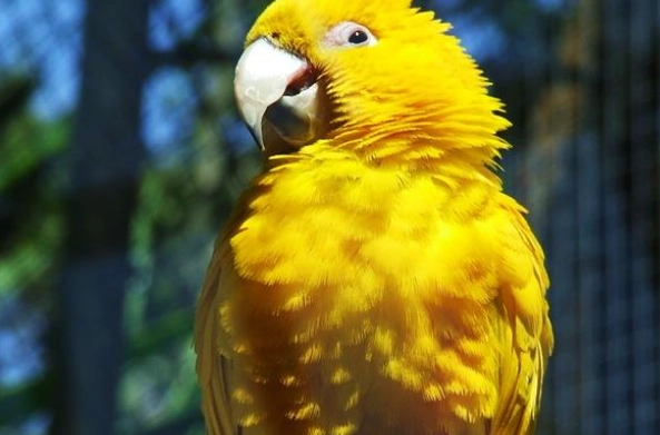 小太陽鸚鵡行為