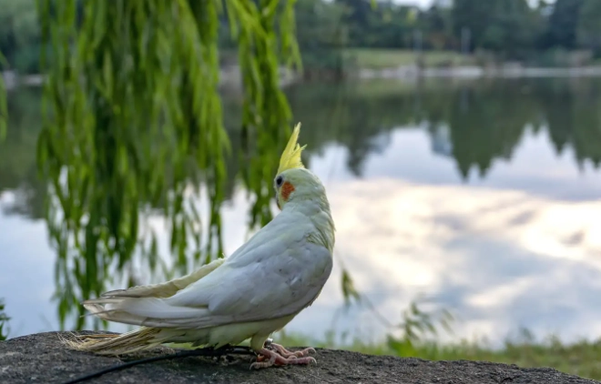 如何分辨玄鳳公母 如何分辨玄鳳公母