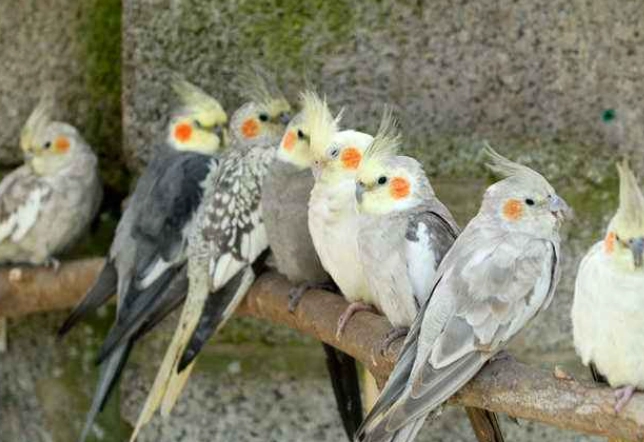 如何分辨玄鳳公母 如何分辨玄鳳公母