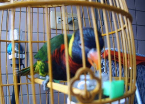 吸蜜鸚鵡 飼養方法