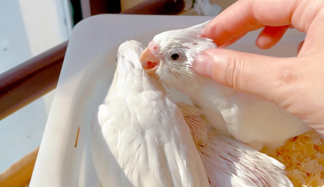 玄鳳公母分辨 玄鳳公母分辨