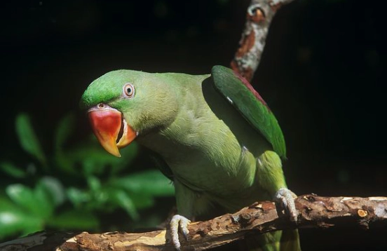 亞歷山大鸚鵡訓練 亞歷山大鸚鵡訓練