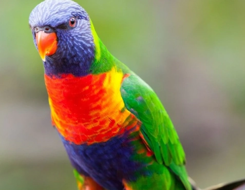 吸蜜鸚鵡噪音問題 吸蜜鸚鵡噪音問題