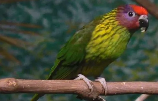 吸蜜鸚鵡飼養困難 吸蜜鸚鵡飼養困難