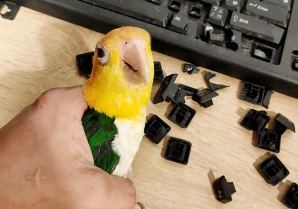 凱克鸚鵡行為訓練