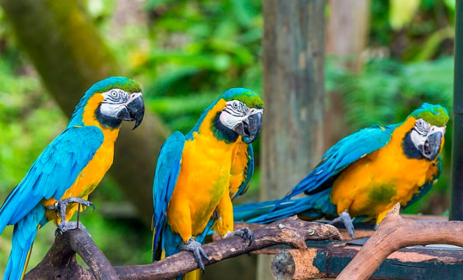 金剛鸚鵡 飼養 證件