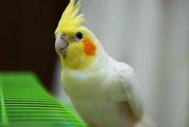 玄鳳性別特徵 玄鳳性別特徵