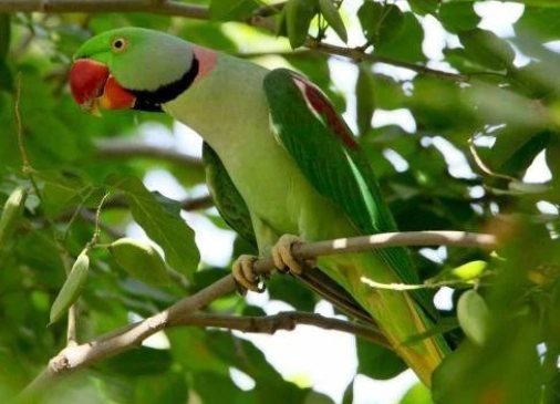 亞歷山大鸚鵡訓練 亞歷山大鸚鵡訓練