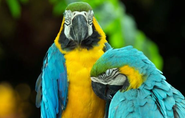 金剛鸚鵡 台灣 合法