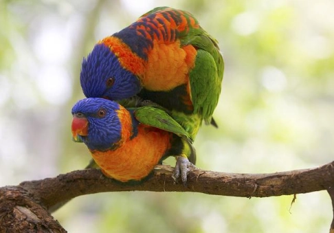 吸蜜鸚鵡學語年齡 吸蜜鸚鵡學語年齡