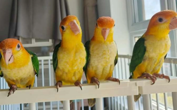 凱克鸚鵡育雛 凱克鸚鵡育雛