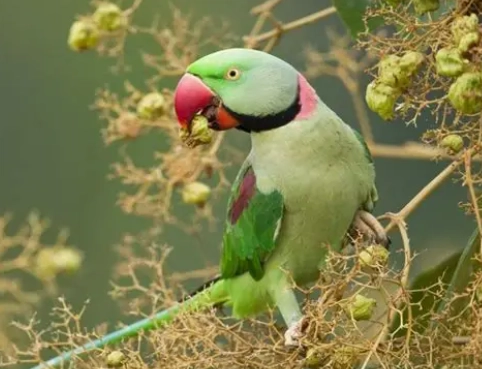亞歷山大鸚鵡訓練 亞歷山大鸚鵡訓練