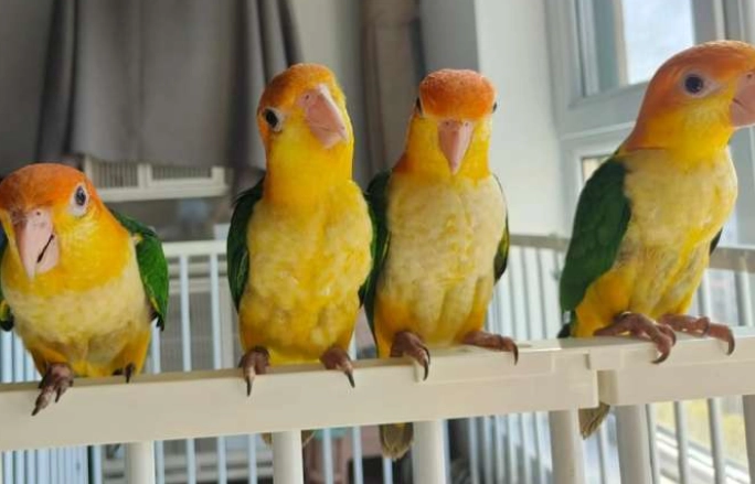 凱克鸚鵡聲音解析