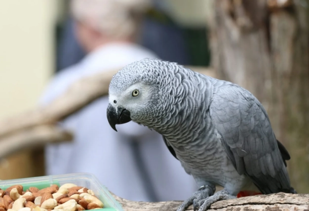 灰鸚鵡照顧