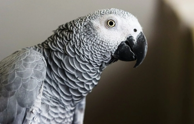 灰鸚鵡照顧