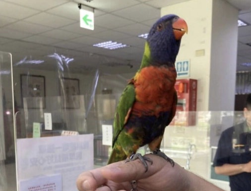 吸蜜鸚鵡學語年齡 吸蜜鸚鵡學語年齡