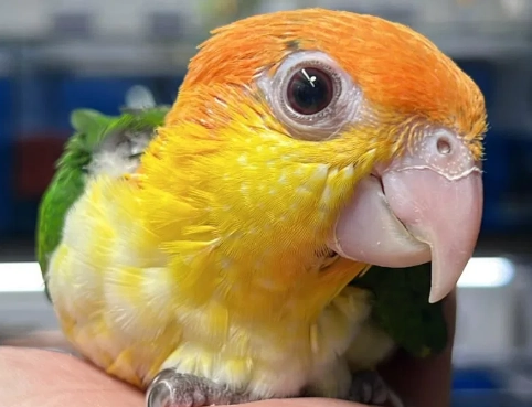 凱克鸚鵡聲音解析