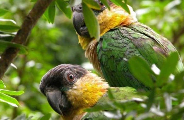 凱克鸚鵡配對 凱克鸚鵡配對